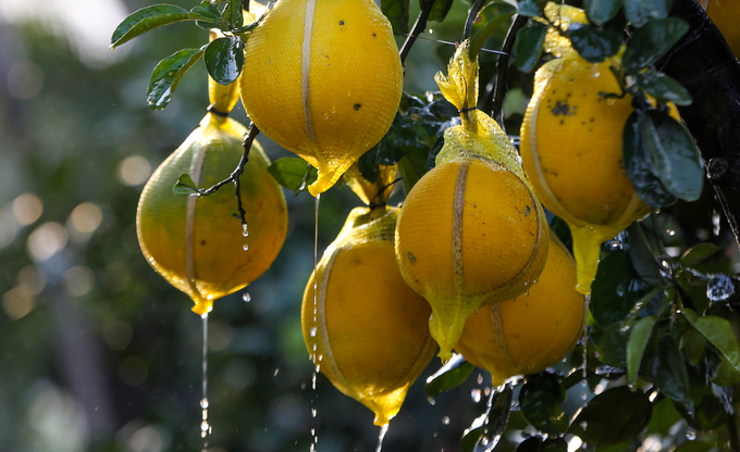 Bưởi Diễn 50 triệu đồng một cây bán trên vỉa hè Sài Gòn